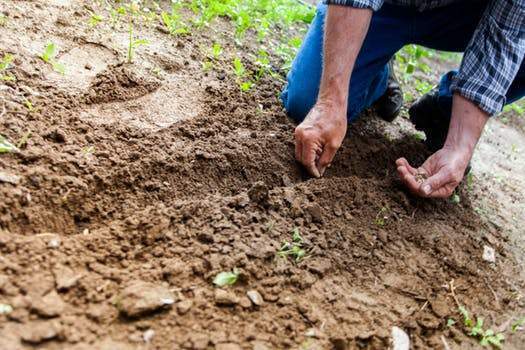 A Comprehensive Moon Phase Calendar Guide to Planning Your 2019 Garden!